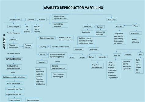 Mapa Conceptual Aparato Reproductor Masculino 3pptx