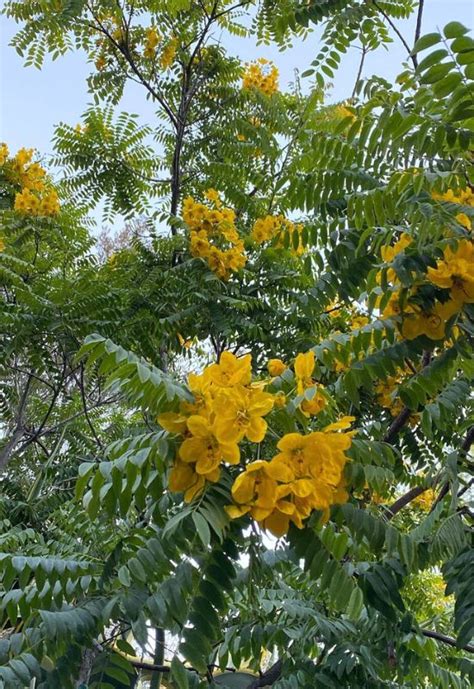 12 Colorful Cassia Tree Varieties To Bring Elegance to Your Yard