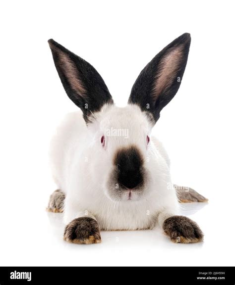 Californian Rabbit In Front Of White Background Stock Photo Alamy