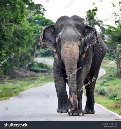 3,850 Sri Lankan Elephants Images, Stock Photos, 3D objects, & Vectors ...