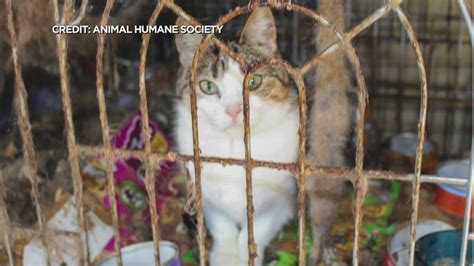 115 Cats Rescued From Hoarding Situation Youtube