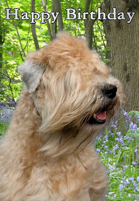 Soft Coated Wheaten Terrier Dog Design A6 Textured Birthday Card