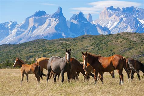 Southern Chilean Patagonia Photo Gallery | Fodor’s Travel