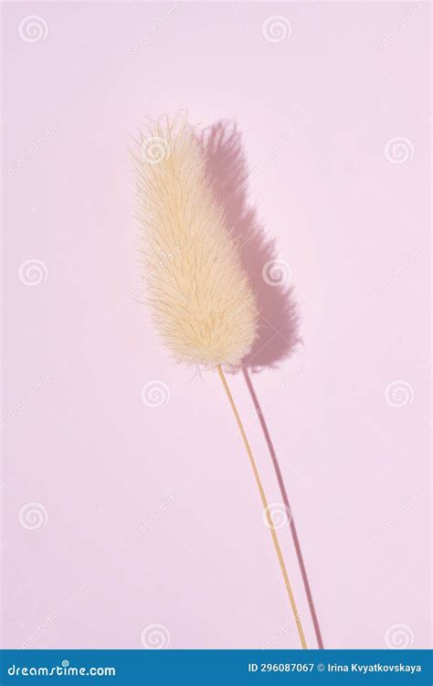 Dry Fluffy Bunny Tails Grass On Pink Background Lagurus Ovatus Flowers