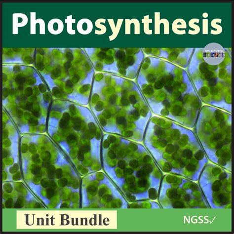 Photosynthesis Activities And Unit Bundle Made By Teachers