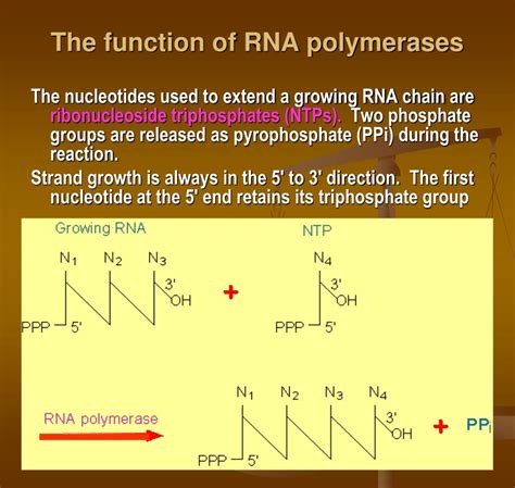 Ppt Gene Expression Transcription Powerpoint Presentation Free Download Id4840500