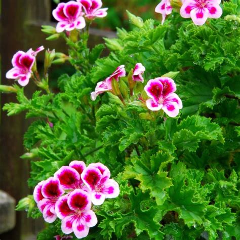 Scented Geranium Pelargonium Crispum Mygardenlife