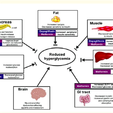 (PDF) Metformin for the Treatment of Type 2 Diabetes Mellitus