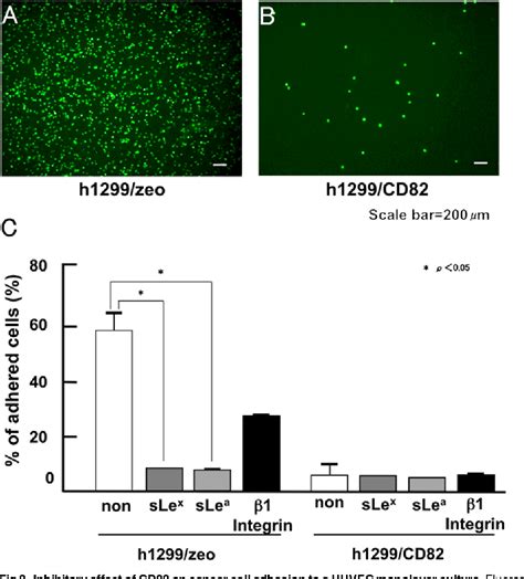 Figure 1 From A Novel Function Of CD82 KAI1 In Sialyl Lewis Antigen