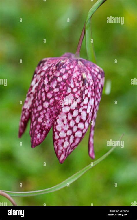 A Purple Snake S Head Fritillary Fritillaria Meleagris Stock Photo Alamy