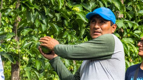 PASANTIA EXITOSA EN PICHARI DEL CULTIVO MARACUYA Y GRANADILLA