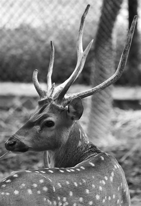 Photo of Reindeer in the Snow · Free Stock Photo