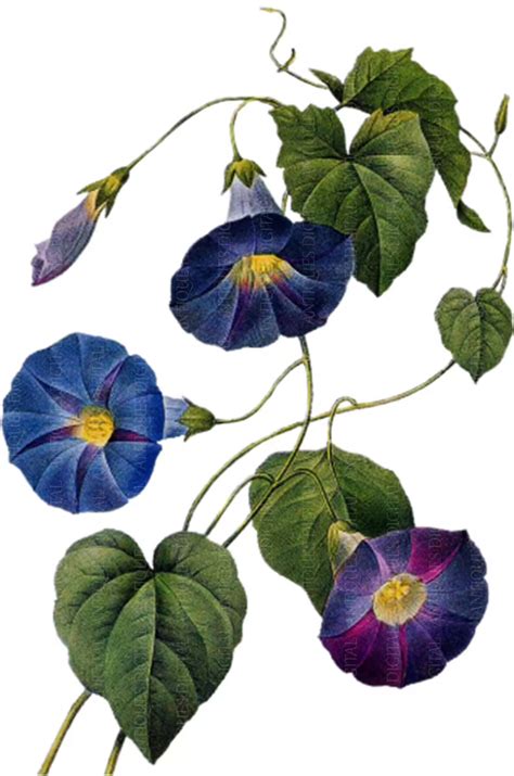 Morning Glory Flowers Antique Botanical Print Clip Art Digital