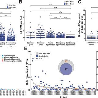 SCIFER Detects Cell Type Specific Patterns Of L1 MRNA Expression In