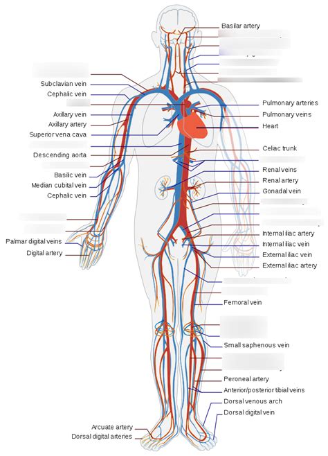 Lab Practical Blood Vessels Diagram Quizlet