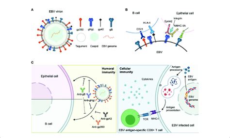 A Structure Of The Ebv Virion As An Enveloped Double Stranded Dna Download Scientific