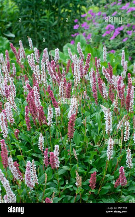 Persicaria Persicaria Affinis In Bloom In A Garden Stock Photo Alamy