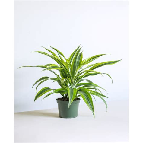 Livetrends Basic Assorted Foliage House Plant In 36 Oz Pot Asb00511 At