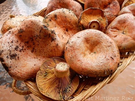 Rovellons Lactarius Deliciosus Nic Serrat