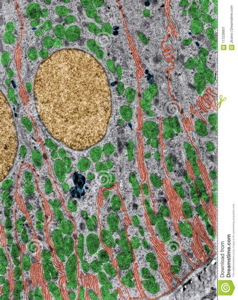 Mitochondria Electron Microscope Color