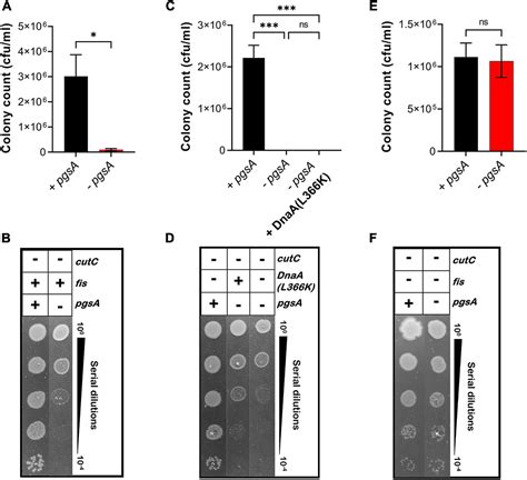 Frontiers Membrane Stress Caused By Unprocessed Outer Membrane