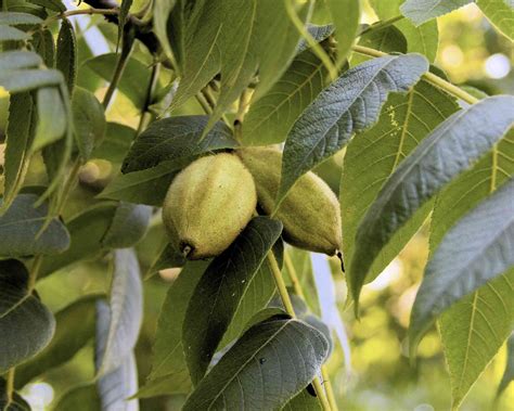 11 Species of Walnut Trees for North American Landscapes