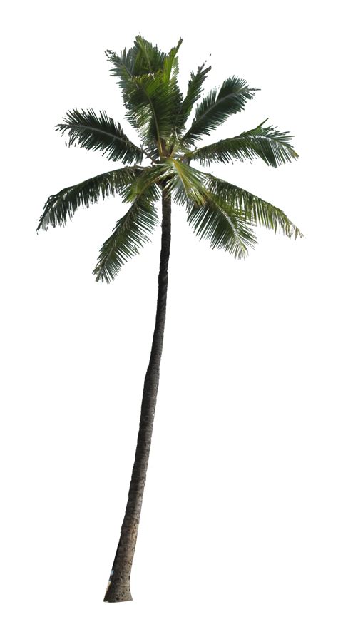 Palm Tree Clipart Palm Tree PNG Images Free Transparent PNG Logos