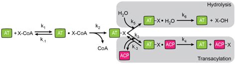 Schematic Representation Of At Mediated Reactions After Formation Of