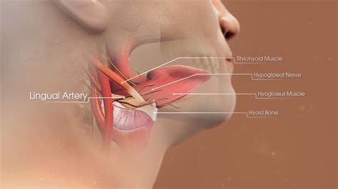 Hypoglossal Nerve Storymd