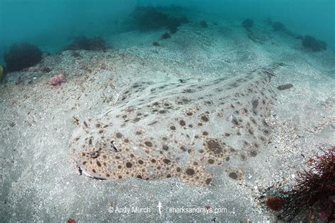 Clouded Angelshark 002 | Sharks and Rays