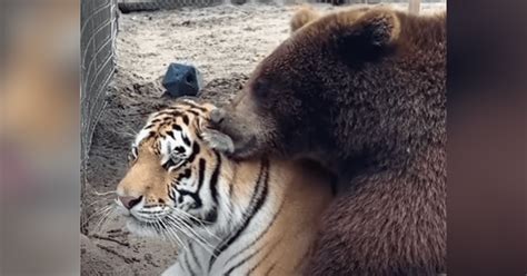 Youtube Viral Turista Graba Momento En Que Oso Entra A La Jaula De