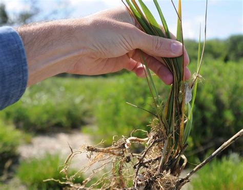 Terrestrial Plants - Salt Marsh Guide | Guide to the Salt Marshes and ...