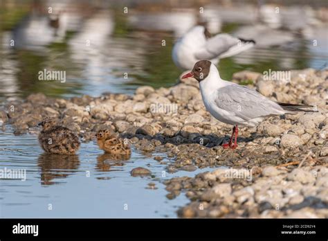 France Somme Baie De La Somme Marais Crotoy Le Crotoy Chaque Ann E