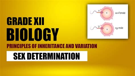 Sex Determination Principles Of Inheritance And Variation CBSE 12