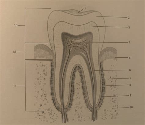 ch 18: tooth labeling Diagram | Quizlet