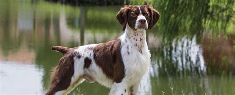 The Leggiest Of The Sporting Breeds The Brittany Is Square