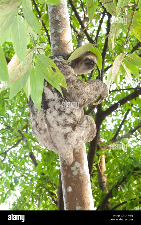 Brown Throated Three Toed Sloth Bradypus Variegatus Photographed In