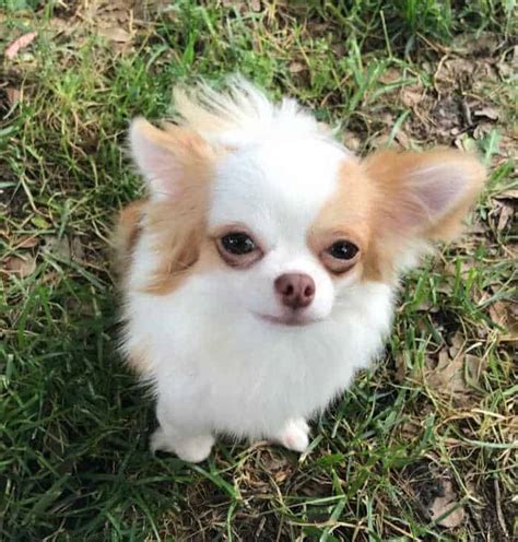 73 Black And Tan Long Haired Chihuahua For Sale Pic Bleumoonproductions