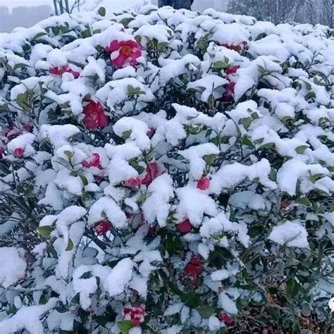 今天夜间，昭通这些区域仍有雨夹雪！鲁甸气温昭阳