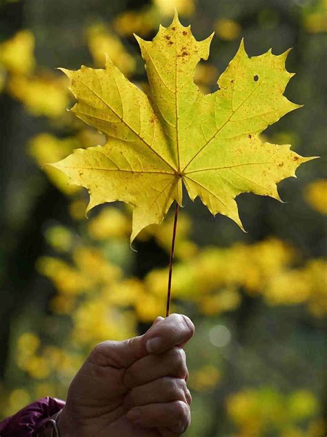 Maple Leaf Symbolism: The Ultimate Guide to the Symbol of Canada ...