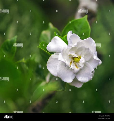 National flower of Cuba - La Mariposa (butterfly jasmine Stock Photo ...