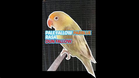 Pale Fallow Parblue Rasa Dun Fallow Youtube