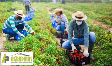 AGROPINOS Producción agrícola ecológica en qué consiste