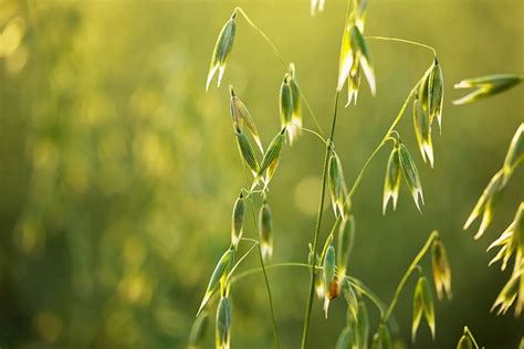 Growing Oats Best Varieties Planting Guides Care Problems And Harvest