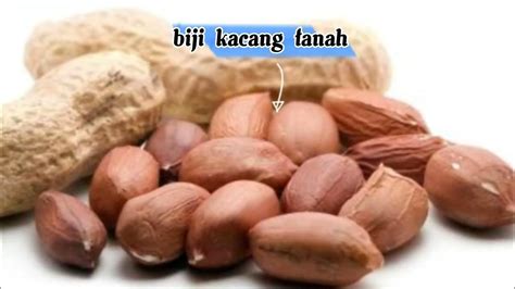 Pratikum Anatomi Biji Kacang Tanah Biji Jagung Dan Biji Kedelai