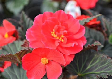 Цветок Бегония Фото Посадка И Уход – Telegraph