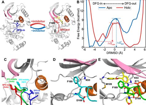 Structural Dynamics Of The Activation Loop For Apo And Holo P38α A Download Scientific