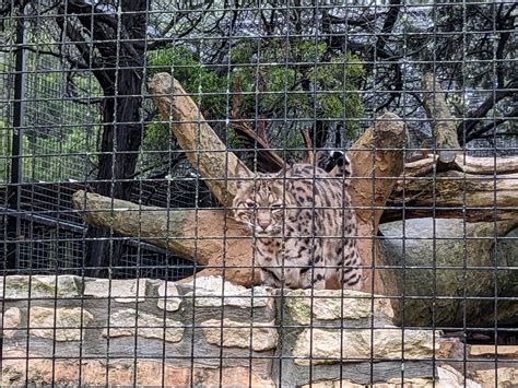 Bobcat - ZooChat