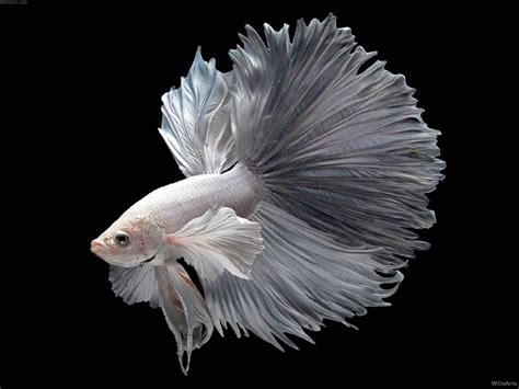 Amazing Betta Fish The Siamese Fighting Fish Betta Splendens