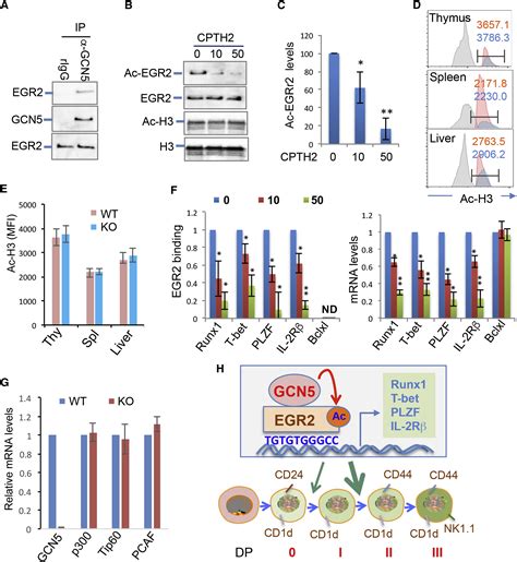 The Lysine Acetyltransferase Gcn Is Required For Inkt Cell Development